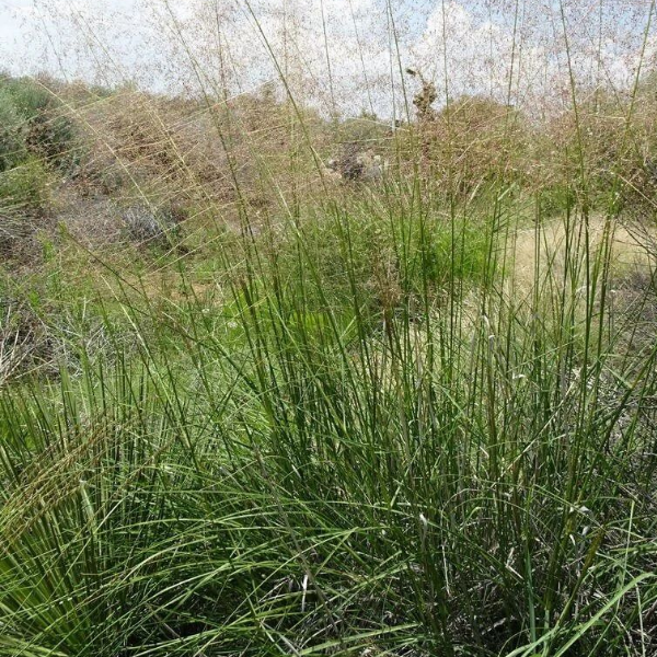 Споробол воздушный
