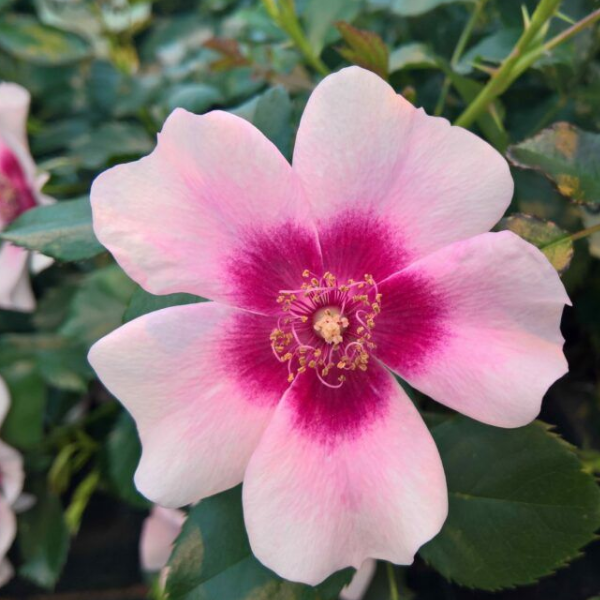 Основное изображение товара