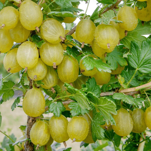 Крыжовник "Хиннонмаки Грин"