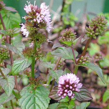 Мята перечная "Оранженминце" 