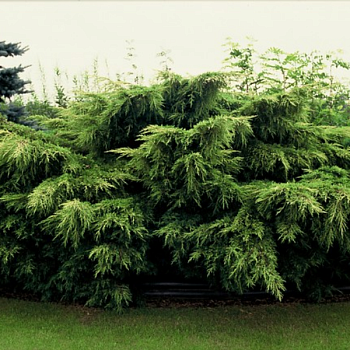 Можжевельник обыкновенный 