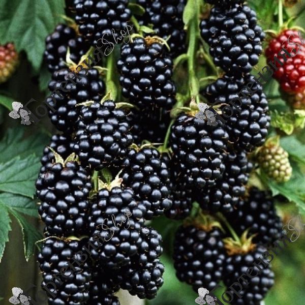 Ежевика "Торнфри"