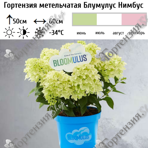 Гортензия метельчатая "Блумулус Нимбус"