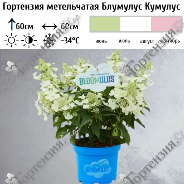 Гортензия метельчатая "Блумулус Кумулус"