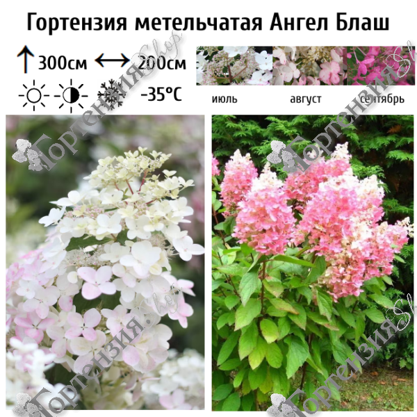 Гортензия метельчатая "Ангел Блаш"