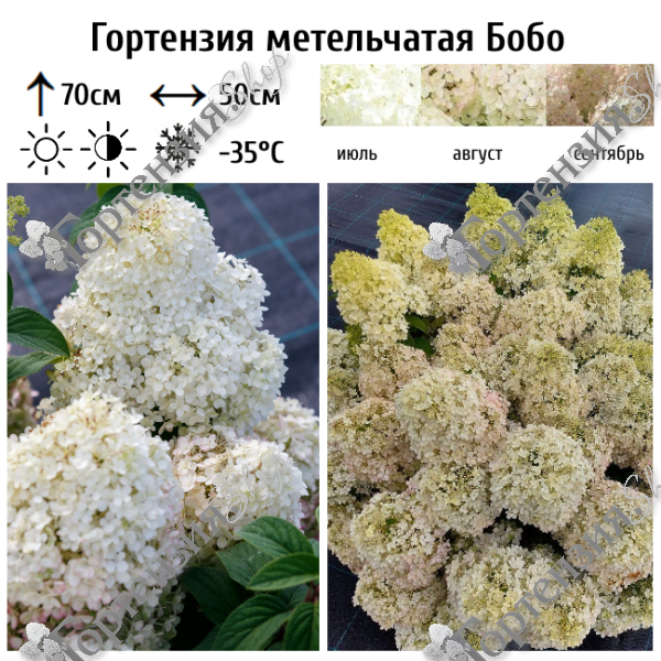 Гортензия метельчатая "Бобо"