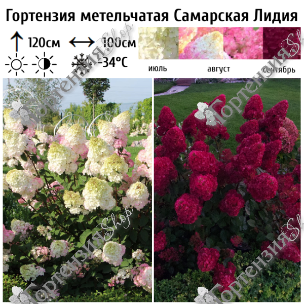 Гортензия метельчатая "Самарская Лидия"