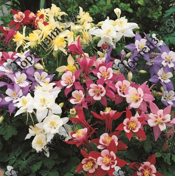 Аквилегия гибридная