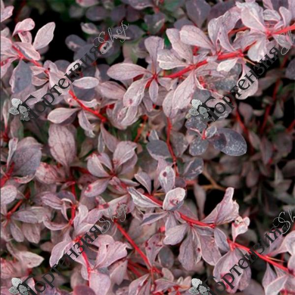 Барбарис оттавский "Сильвер Майлс"