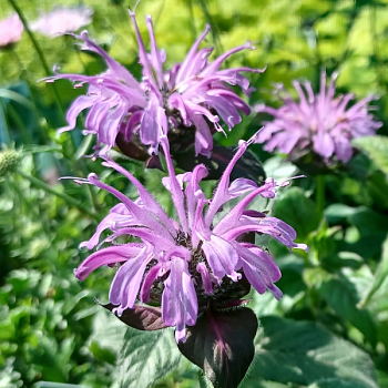 Монарда гибридная "Блю Мун" 