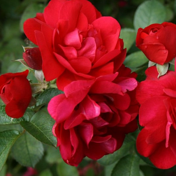 Роза Ругоза "Hansaland"(Korhassi) 