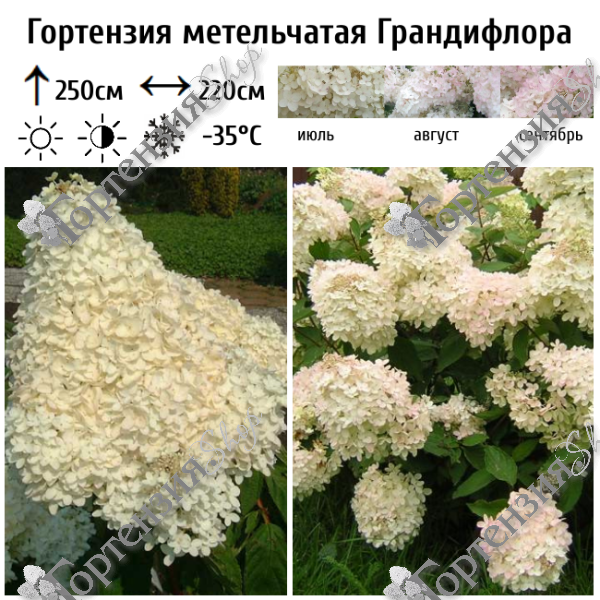 Гортензия метельчатая "Грандифлора"