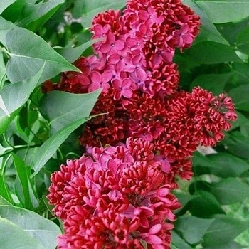 Сирень обыкновенная "Красная Москва" 