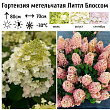 Гортензия метельчатая 