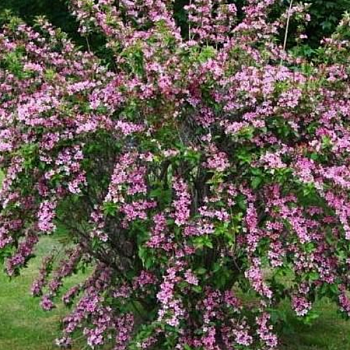 Вейгела Розеа 