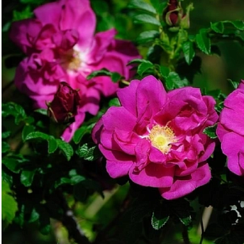 Роза Ругоза "Scarlet Pavement" 