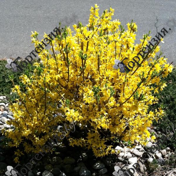 Форзиция промежуточная Миниголд