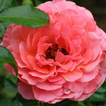 Роза полиантовая "Kimono" 