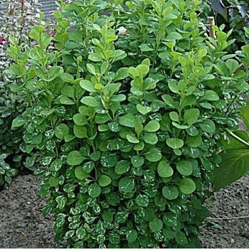 Барбарис Тунберга "Поввов" 