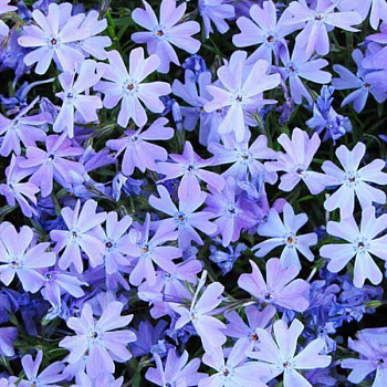 Флокс шиловидный "Эмералд Кушон Блю" 