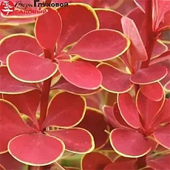 Лиственные кустарники