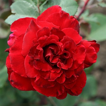 Роза чайно-гибридная "Graaf Lennar / Marcel Pagnol" 