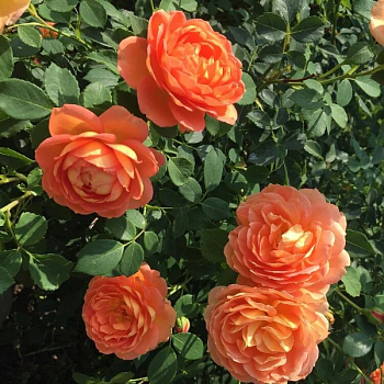 Роза флорибунда D.Austin "Lady of Shalott" 