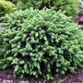 Ель сизая "Эхиниформис" 