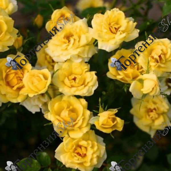 Роза миниатюрная "Yellow Fairy"