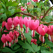 Дицентра  великолепная 
