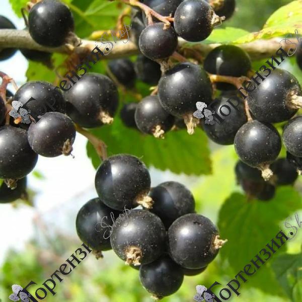 Смородина черная "Ажурная"